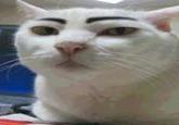 Eyebrow Cat (眉毛猫)