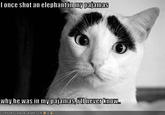 Eyebrow Cat (眉毛猫)