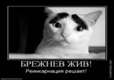 Eyebrow Cat