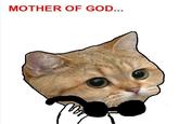 Starecat / Grafics Cat