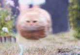 Bullet Cat