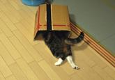 Maru the Cat