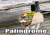 Palin is Taco