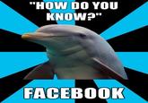 Social Networking Dolphin