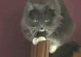 Some Guy Yells At Cats (I Am Going To Rape You!)