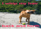 I Whip My Hair Back and Forth