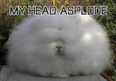 Your Head Asplode