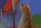 Dramatic Chipmunk / Drama Prairie Dog