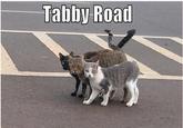 Abbey Road Parodies
