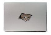 Ceiling Cat