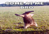 COME AT ME BRO