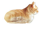 CatBread / Nekopan