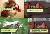 Dog Fort