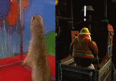 Dramatic Chipmunk / Drama Prairie Dog