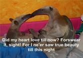 I'm an Anteater!!!