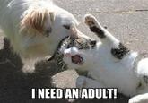 I need an adult
