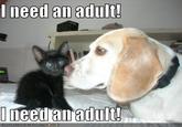 I need an adult