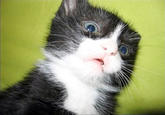 OMG Cat