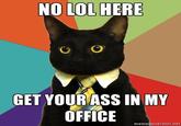 Business Cat