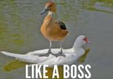 Like A Boss