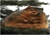 Fat Squirrel
