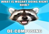 Lame Pun Coon