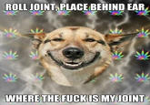 Stoner Dog