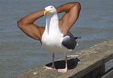 Birds with Arms