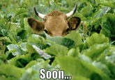 SOON