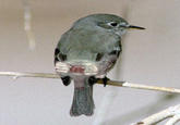 Birds with Arms