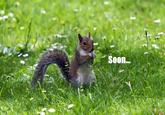 SOON