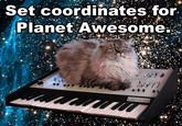 Cat on a Keyboard in Space