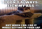 The Most Interesting Cat in the World