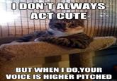 The Most Interesting Cat in the World