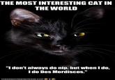 The Most Interesting Cat in the World