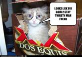 The Most Interesting Cat in the World