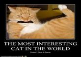 The Most Interesting Cat in the World