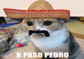 LOLcats