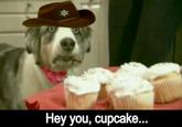 Cupcake Dog