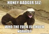 Honey Badger