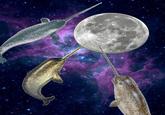 The Narwhal Bacons at Midnight