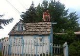Owling
