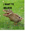 Crocoduck
