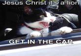JESUS CHRIST IT'S A LION GET IN THE CAR!