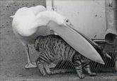 Uncle Ray/Pedo Pelican/Greedy Heron