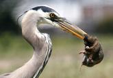 Uncle Ray/Pedo Pelican/Greedy Heron