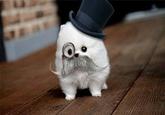 Feel Like a Sir