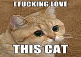 Starecat / Grafics Cat