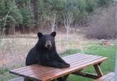 Bear of Bad News
