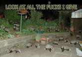 Look At All The Fucks I Give